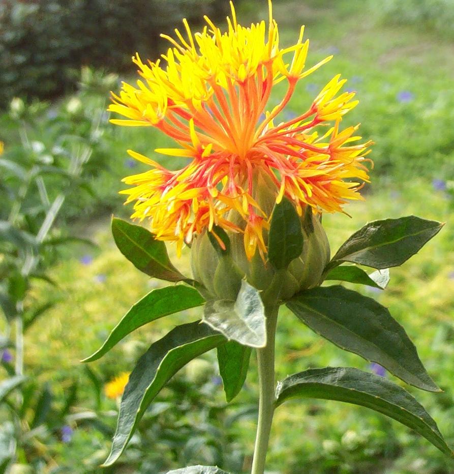 红花籽原油(红花籽油原料)
