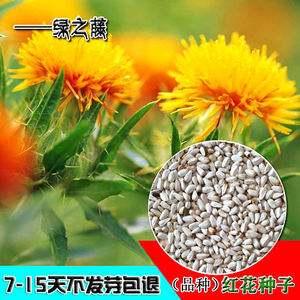 红花籽原油(红花籽油是什么意思)