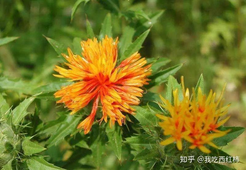 红花籽原油(红花籽油是什么意思)